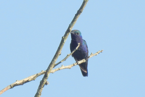 Sapphire-throated Hummingbird (Chrysuronia coeruleogularis), photo 4