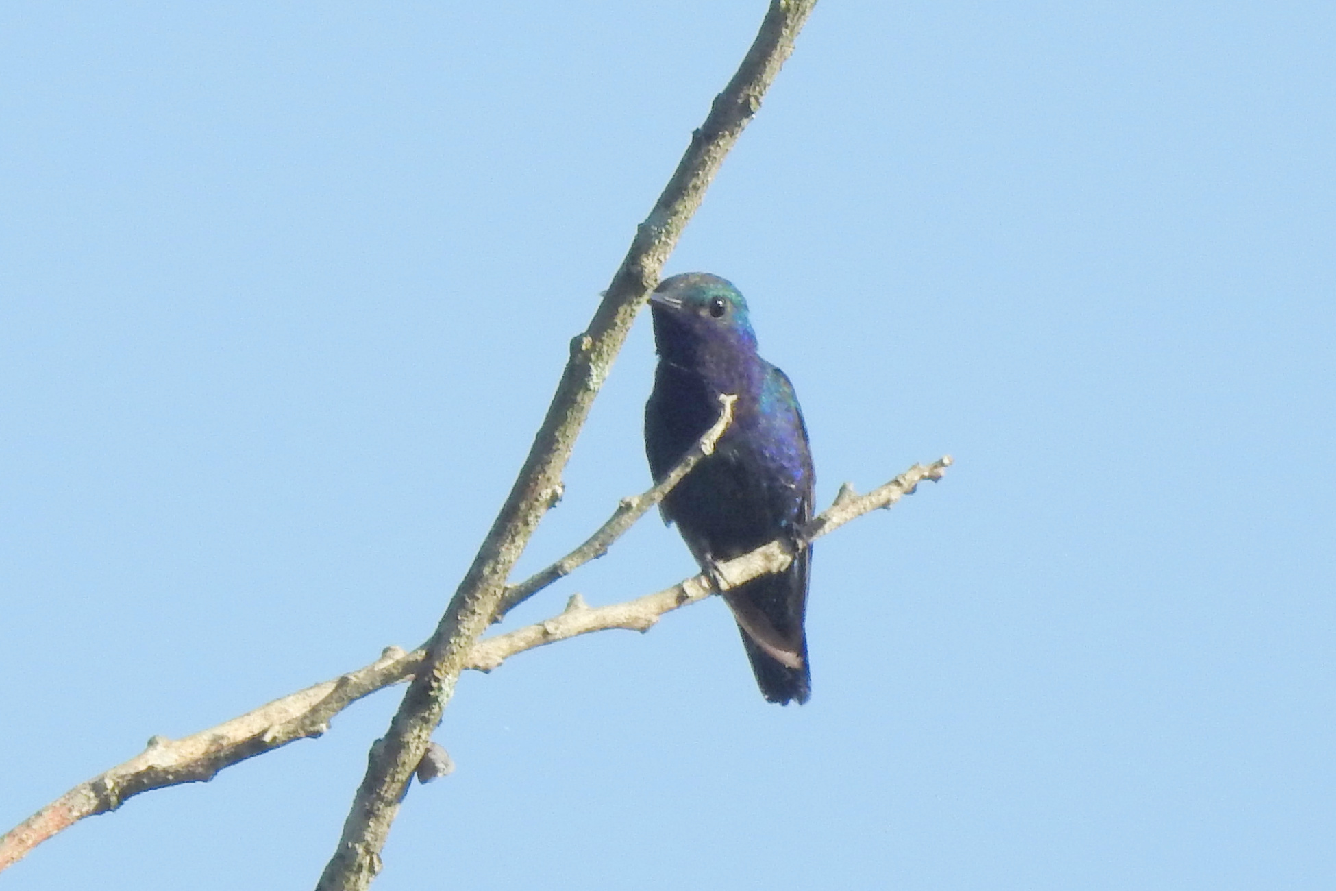 Sapphire-throated Hummingbird (Chrysuronia coeruleogularis), photo 4