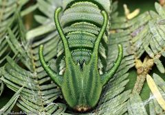 Polyura hebe