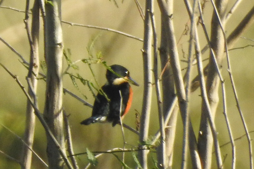 American Pygmy Kingfisher (Chloroceryle aenea), photo 4
