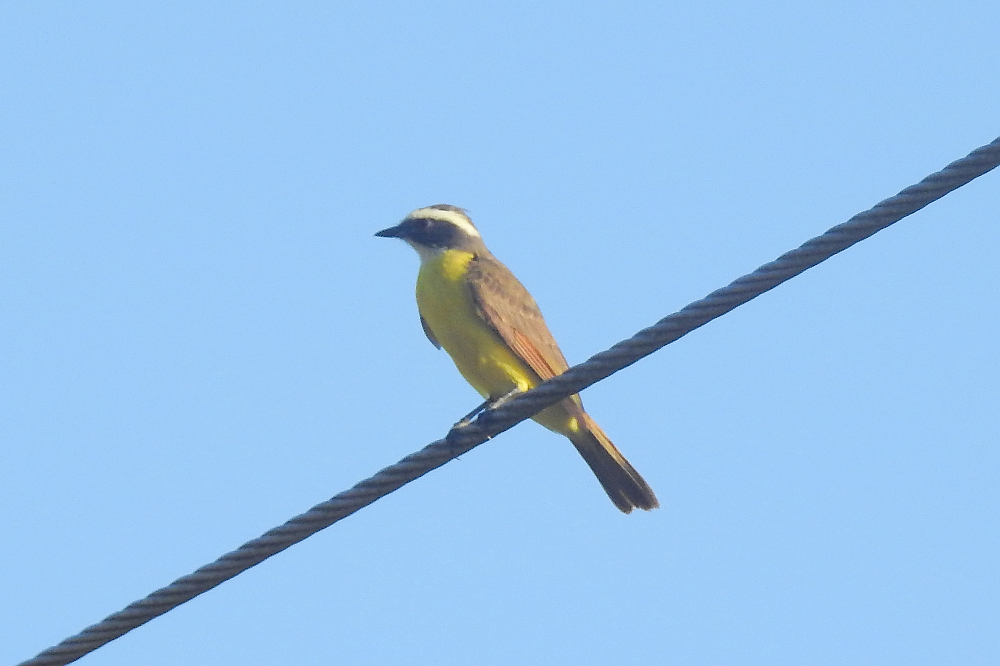 Rusty-margined Flycatcher (Myiozetetes cayanensis), photo 9