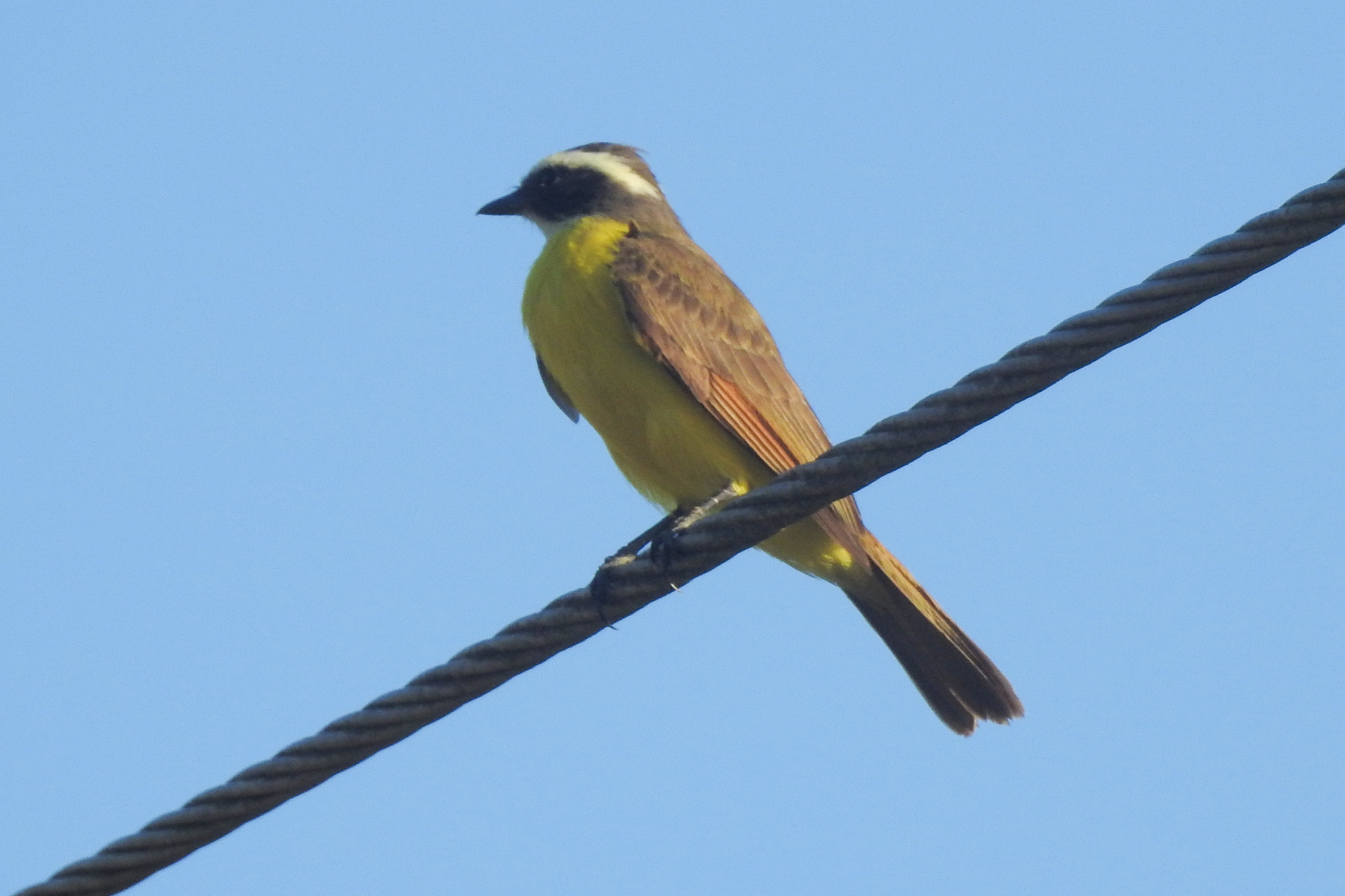 Rusty-margined Flycatcher (Myiozetetes cayanensis), photo 8