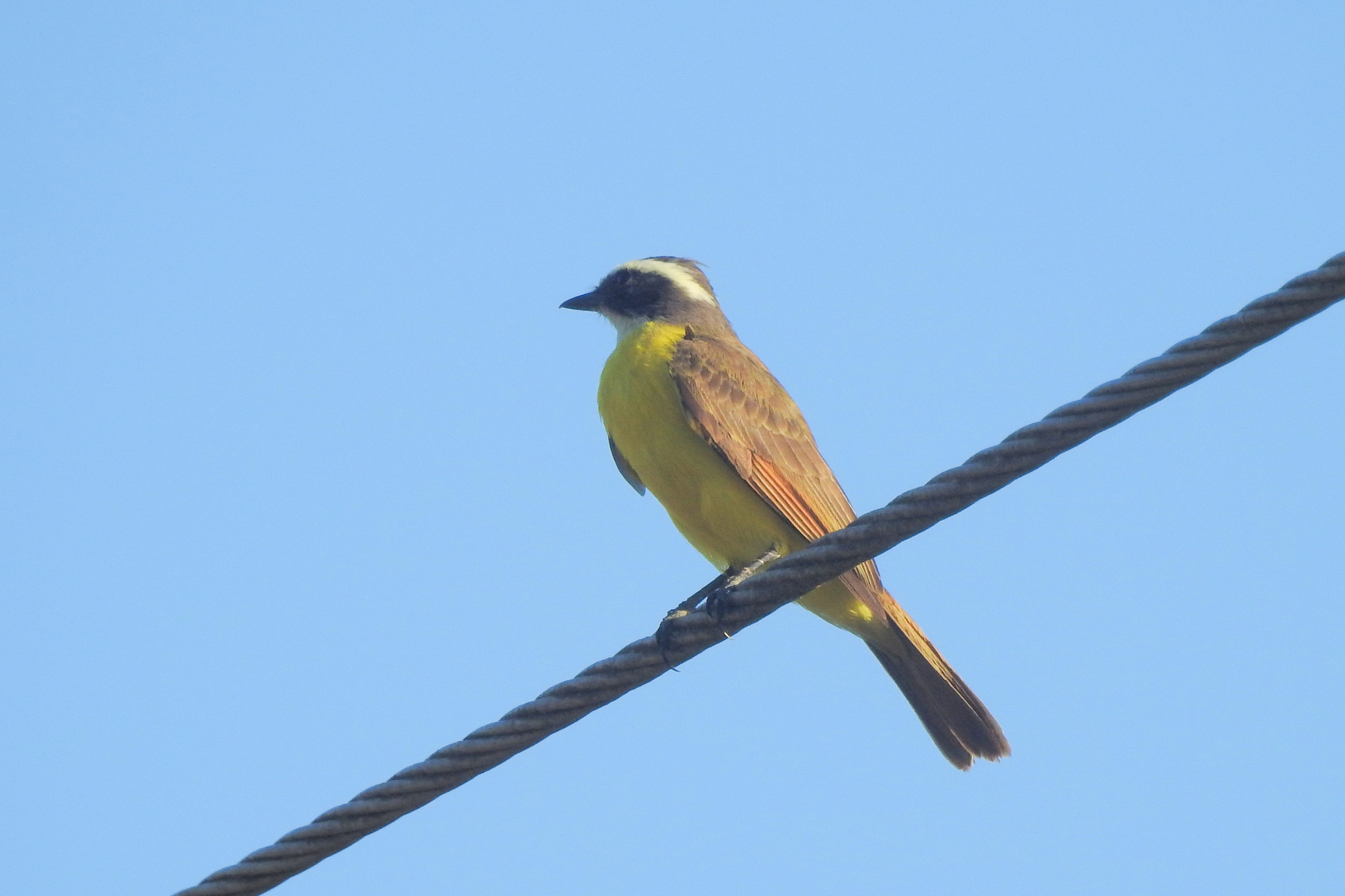 Rusty-margined Flycatcher (Myiozetetes cayanensis), photo 7