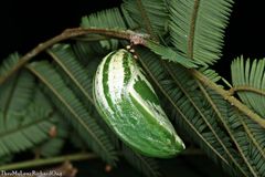Polyura hebe
