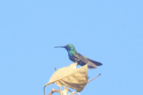 Sapphire-throated Hummingbird (Chrysuronia coeruleogularis), photo 10