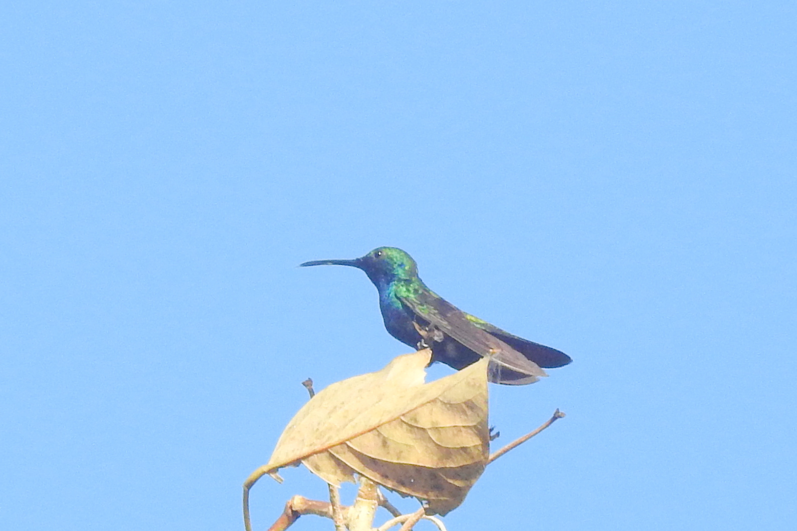 Sapphire-throated Hummingbird (Chrysuronia coeruleogularis), photo 9