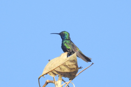 Sapphire-throated Hummingbird (Chrysuronia coeruleogularis), photo 9