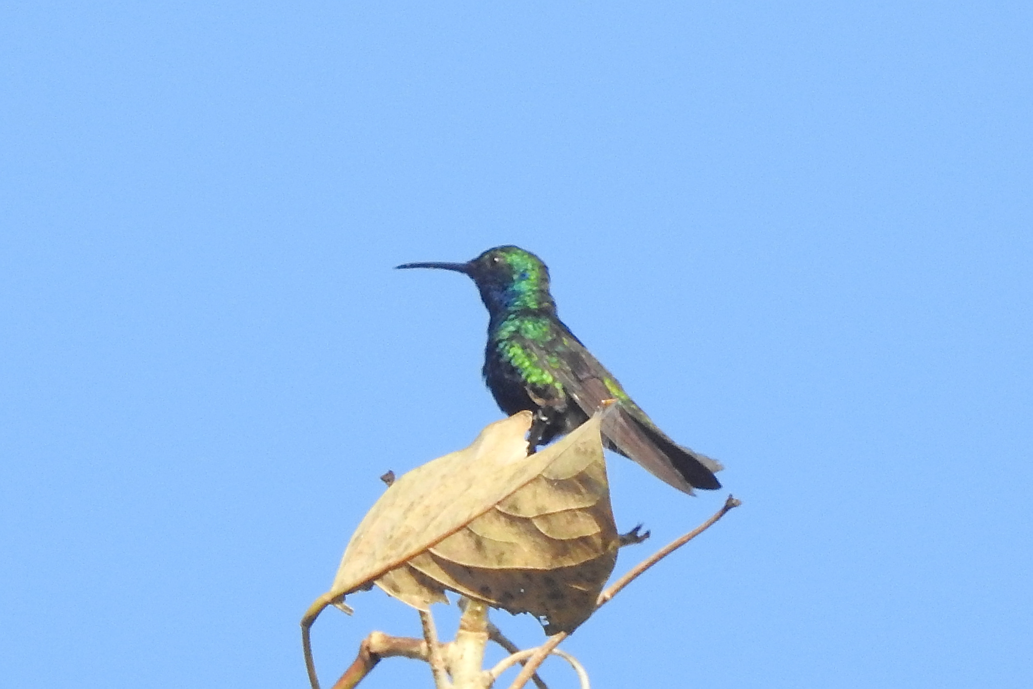 Sapphire-throated Hummingbird (Chrysuronia coeruleogularis), photo 8