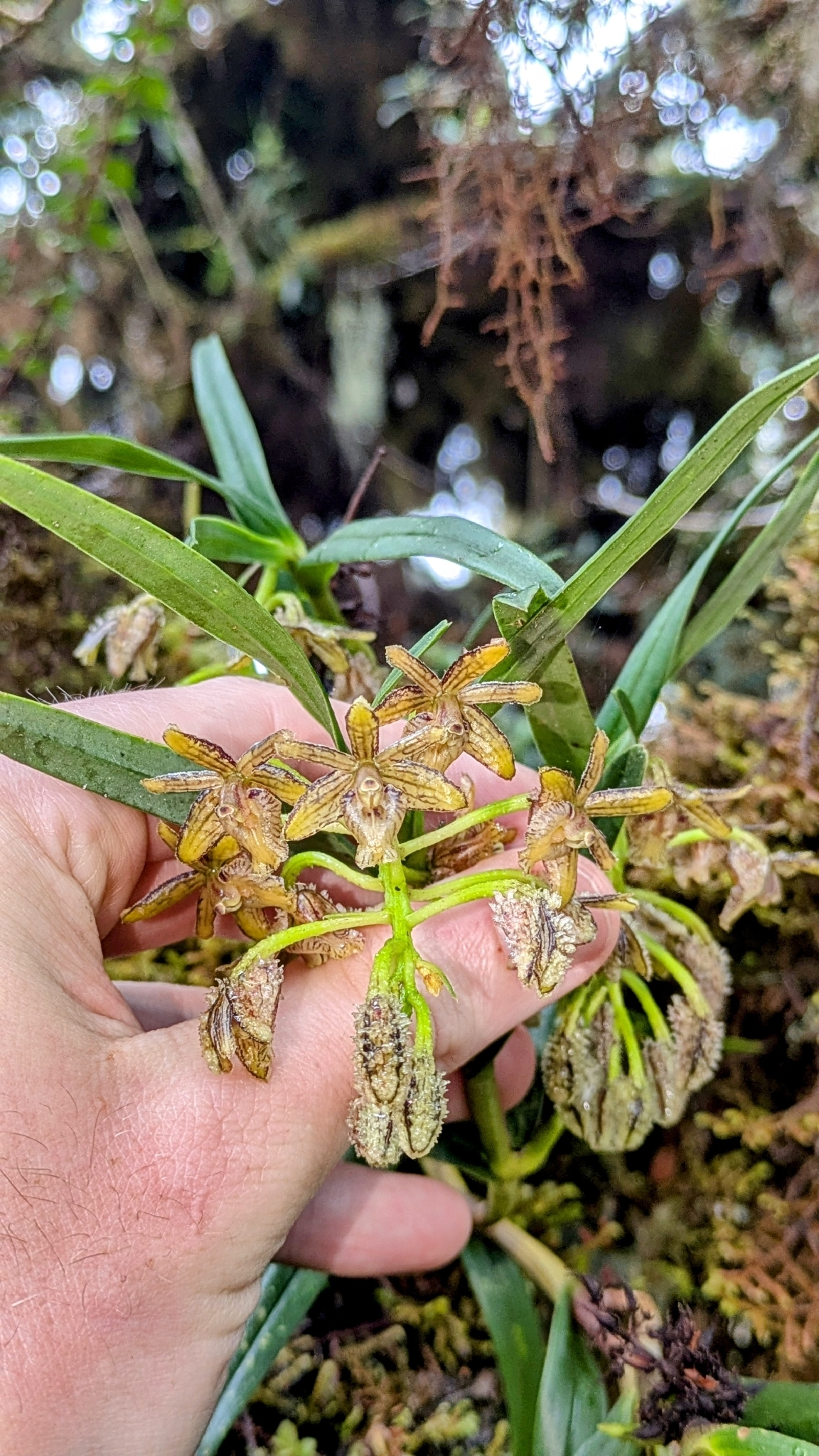 Epidendrum trachysepalum Hágsater