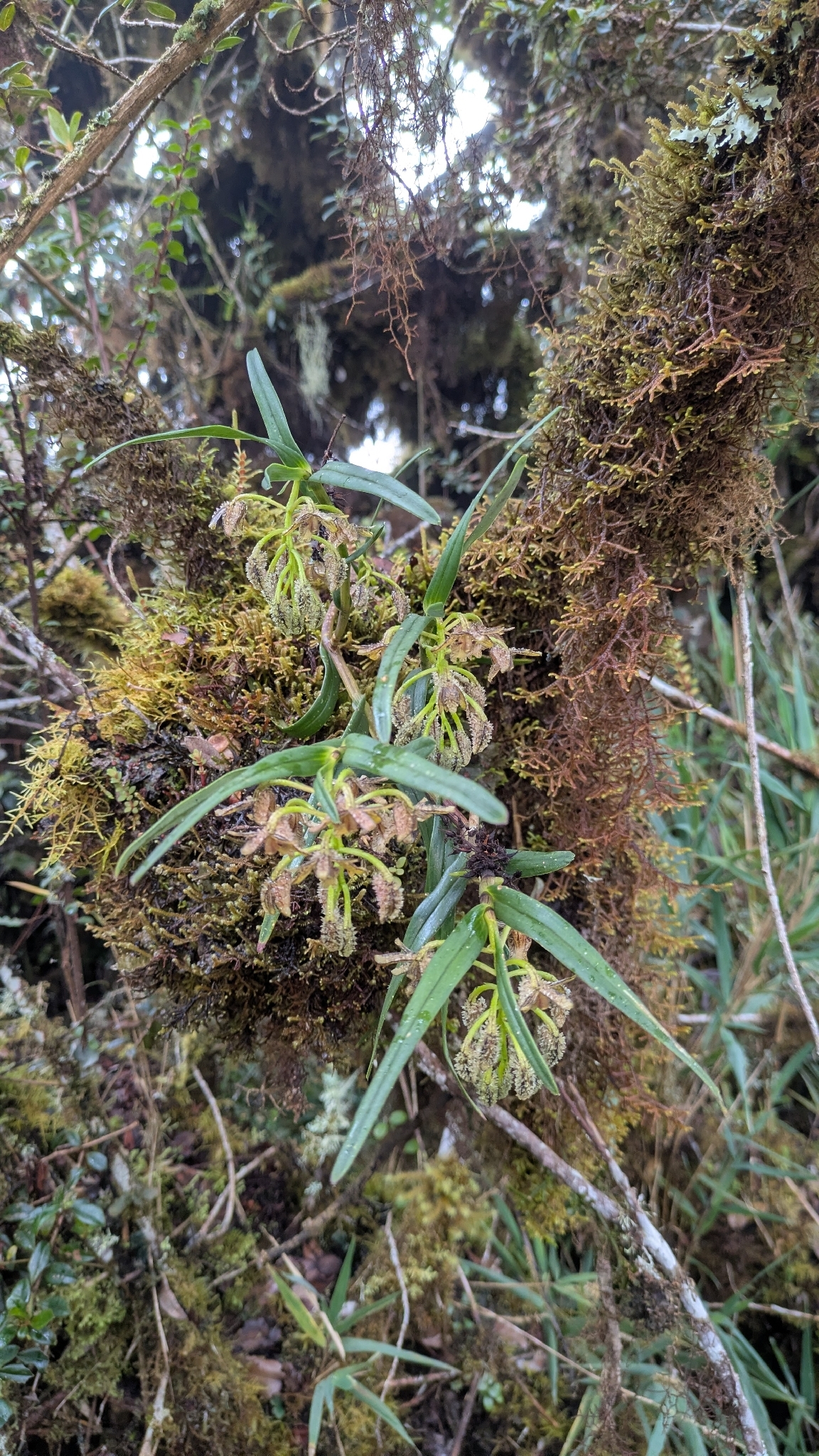 Epidendrum trachysepalum Hágsater 2