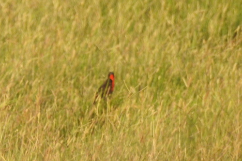Red-breasted Meadowlark (Leistes militaris), photo 10