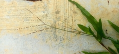 Paspalum laeve