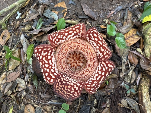Rafflesia pricei (Rafflesia pricei)