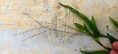 Paspalum laeve