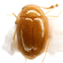 Thrimolus minutus
