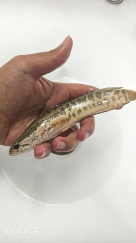 Blotched Snakehead