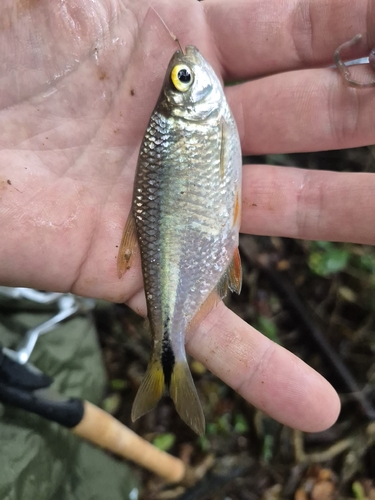 Banded astyanax (Astyanax fasciatus) — Characidae — 4