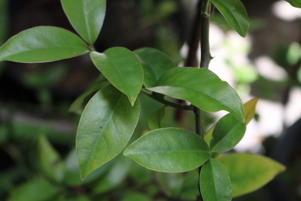 Diệp long nhọn – Pereskia aculeata