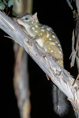 Western Quoll photo 4