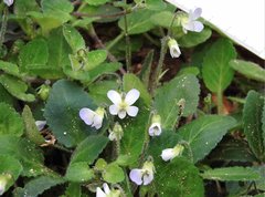 Viola diffusa