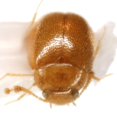 Thrimolus minutus
