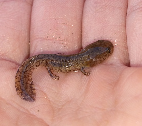 Salamandra algira algira