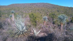 Dasylirion berlandieri