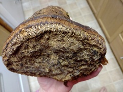 Phellinus everhartii