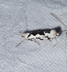 Ypsolopha sequella