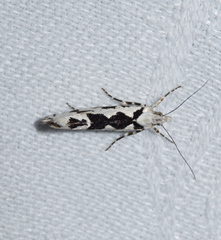 Ypsolopha sequella