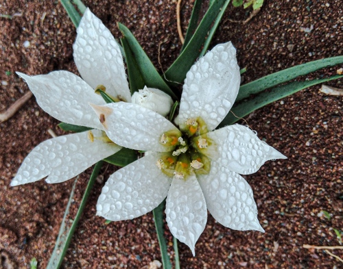 Colchicum gramineum