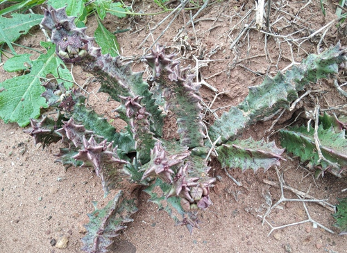 European caralluma