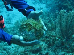 Chilomycterus antennatus