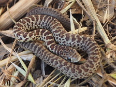 Coluber constrictor mormon
