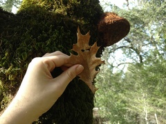 Phellinus everhartii