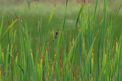 Sporophila ruficollis