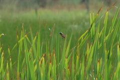 Sporophila ruficollis