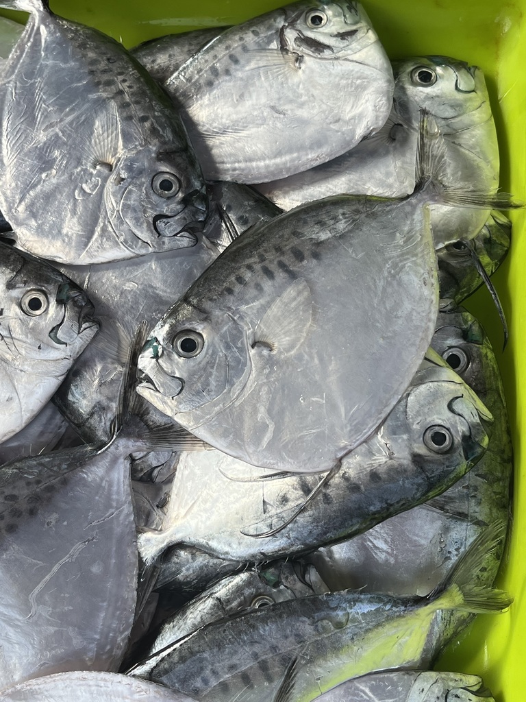Moonfish (Mene maculata) — Menidae
