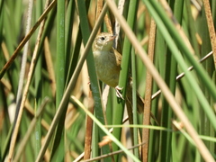 Spartonoica maluroides