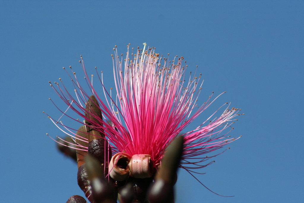 Pseudobombax ellipticum, Colinas de San Javier, 44660 Guadalajara, Jal., México
