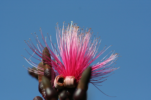 Pseudobombax ellipticum (Kunth) Dugand 2