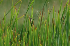 Sporophila ruficollis