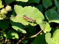 Dichroplus elongatus