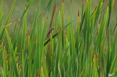 Sporophila ruficollis