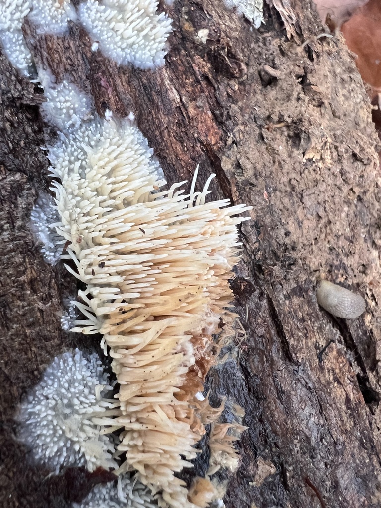 Radulomyces copelandii · February 2026 · photo: © imasongster (iNaturalist, cc-by)