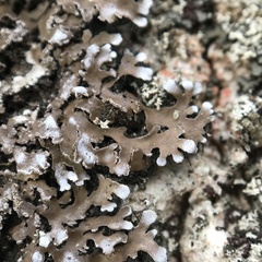 Physconia leucoleiptes