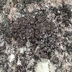 Physconia leucoleiptes