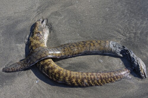 Kidako moray (Gymnothorax kidako) — Muraenidae — 2