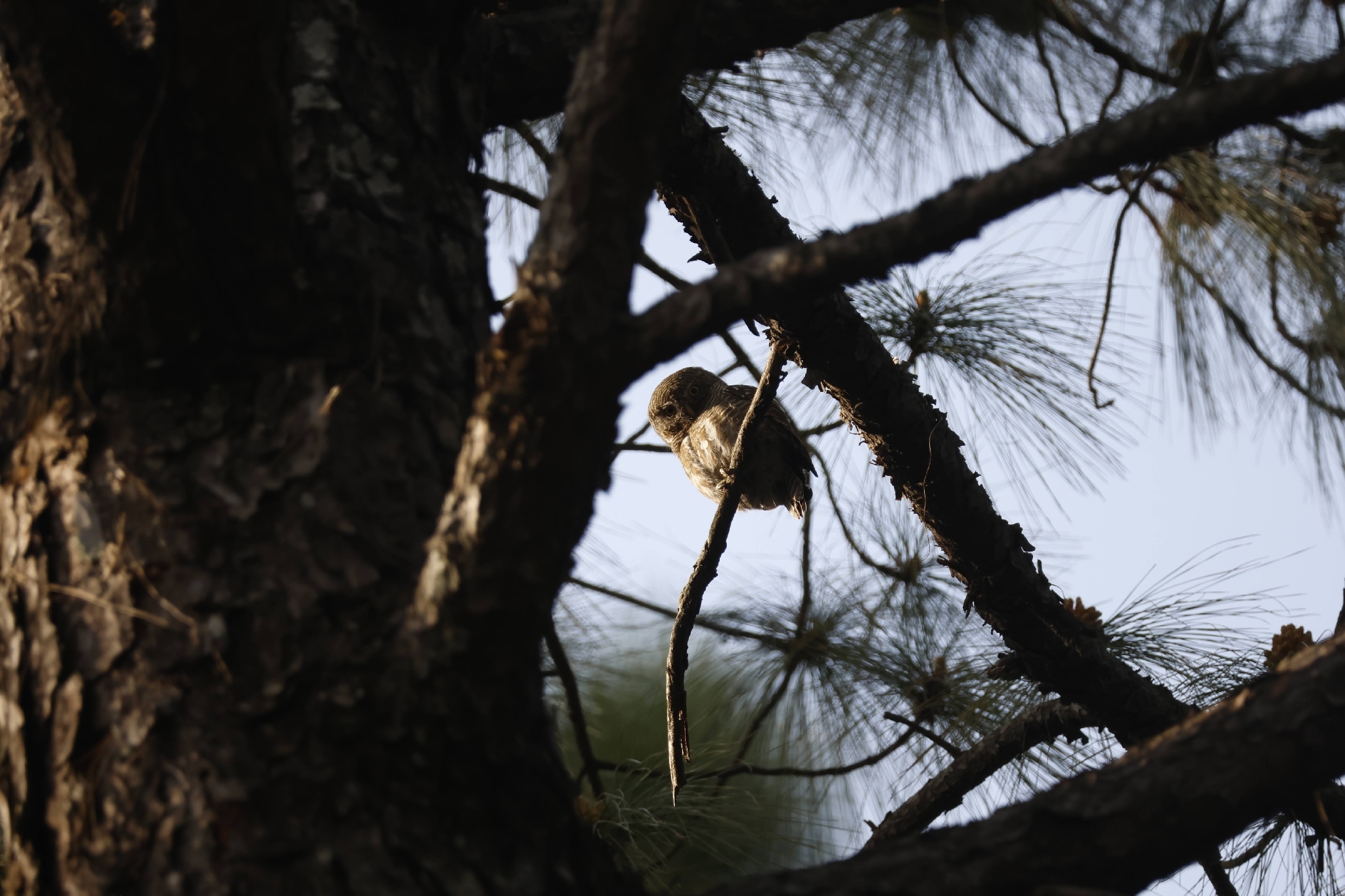 Asian Barred Owlet (Glaucidium cuculoides), photo 8