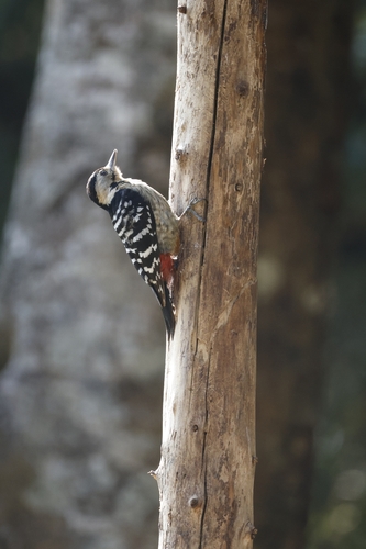Fulvous-breasted Woodpecker (Dendrocopos macei), photo 3